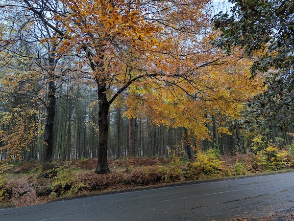 tree in the woods with autumn leaves
